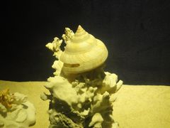 -亚龙湾中心广场·贝壳馆