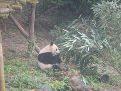 DSC02908-成都大熊猫繁育研究基地