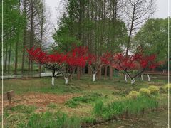 -郑州植物园