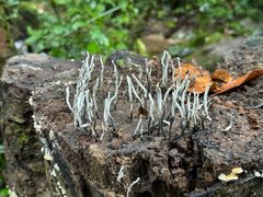-莫里热带雨林景区