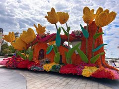 -荷兰花海