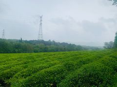 -宜兴龙背山森林公园