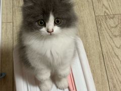 -欣宠猫屋·矮脚拿破仑·蓝金金渐层