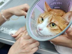 -宠物星动物医院·眼科·异宠·猫科(江南大道总院)