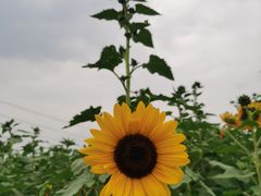 -紫颐香薰山谷景区