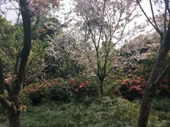 -南山植物园