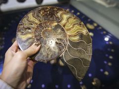 -青岛贝壳博物馆