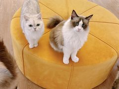 -1013 PET SHOP精品宠物商店(丁香店)