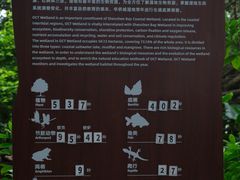 -华侨城湿地公园