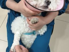 -米苏动物医院·犬猫专科·骨科外科内窥镜