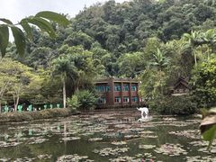 -野象谷景区