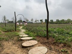 -天适樱花悠乐园