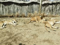 -北京野生动物园