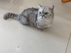 -平行世界·猫咖(首经贸店)