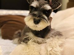 -PETKIT小佩宠物(古北店)