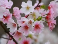 -天适樱花悠乐园