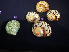 -青岛贝壳博物馆