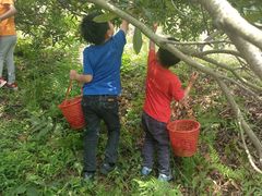 -西山樟坞健康果园枇杷杨梅采摘