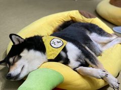 -逗柴咖啡屋·狗咖猫咖宠物桌游