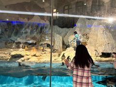 -帝企鹅自助餐厅•儿童岛•真企鹅(长隆企鹅酒店)