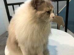 -猫房·猫吧·猫咖(龙湖时代汇店)