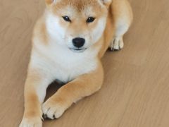 -关爱宠物医院·猫科中心·消化科(滨湖万达分院)