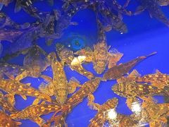 -红红海鲜大排档