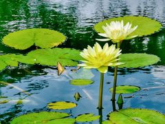 -国家植物园南园