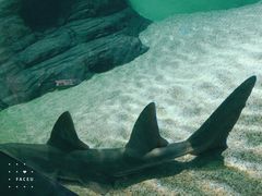 -上海海洋水族馆