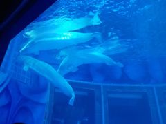 -上海海昌海洋公园-停车场