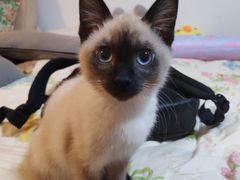 -喜多萌中农锦绣动物医院24H·猫科·牙科MRI·CT