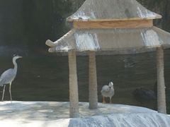 android_upload_pic-百鸟园