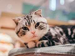 -绒爪撸猫下午茶·猫咖