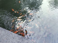 -西湖游船