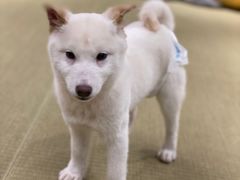-逗柴咖啡屋·狗咖猫咖宠物桌游