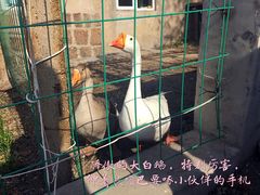 山顶骄傲的大鹅-观象山公园