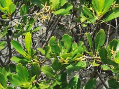 -北海金海湾红树林生态旅游区