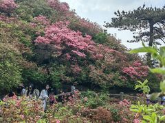 -木兰云雾山