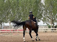 -北京群众马术培训基地