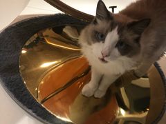 -飞行喵MR PILOT|猫舍·猫咖(静安大融城店)