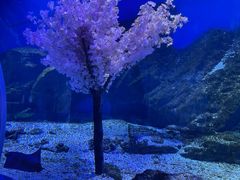 -海合安武汉极地海洋公园