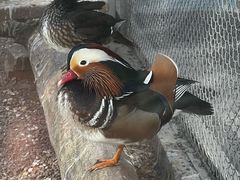 -青藏高原野生动物园