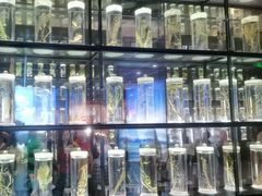 -广东中医药博物馆