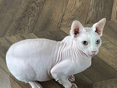 -蓝鲸·缅因猫舍