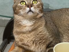 -瑞派伍一宠物医院·眼科·骨科·猫科转诊中心(马王堆院)