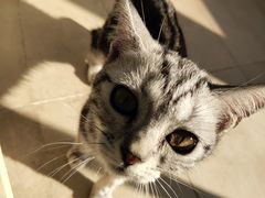 -优米宠物美容(体育场路店)