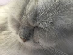 -喵的天空名猫咖啡馆·撸猫·猫舍·用品