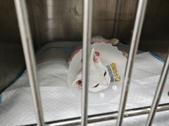 -达爱动物医院·犬猫分区·CT·复杂眼科(远洋山水分院)
