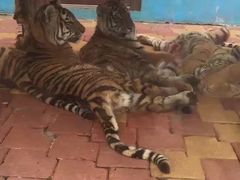 -大连森林动物园