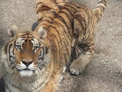 -大连森林动物园